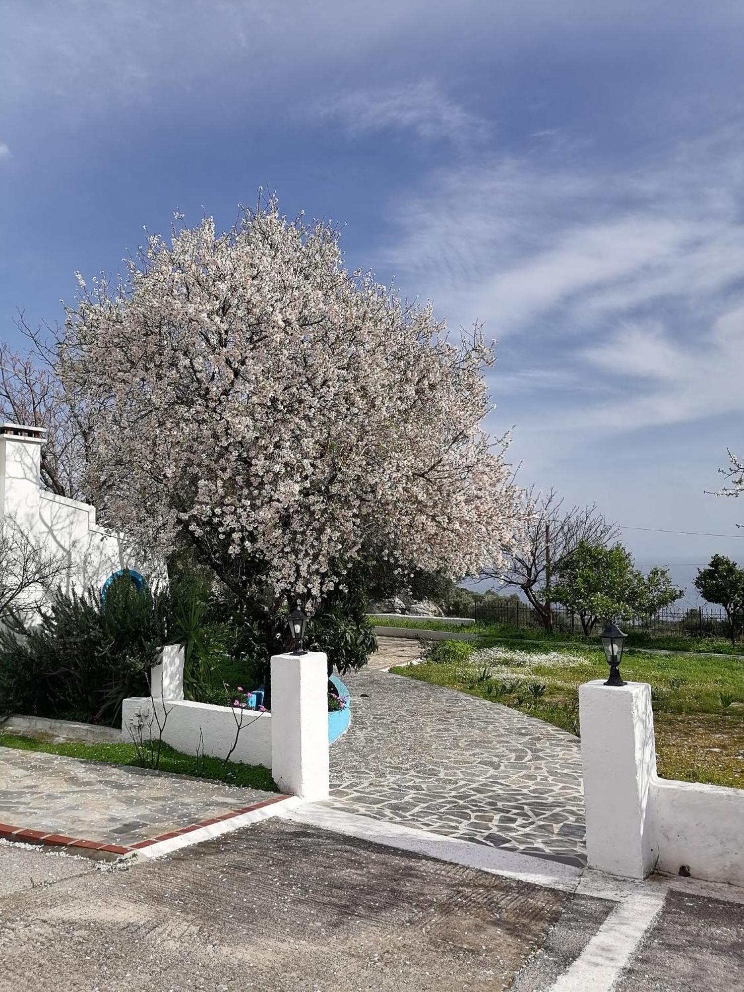 Studios Ioanna Limnionas Samos Marathókampos Esterno foto